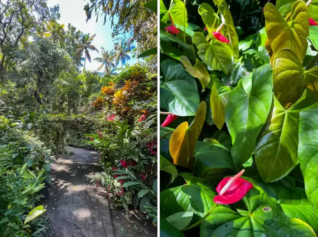Diamond Falls Botanical Gardens St Lucia