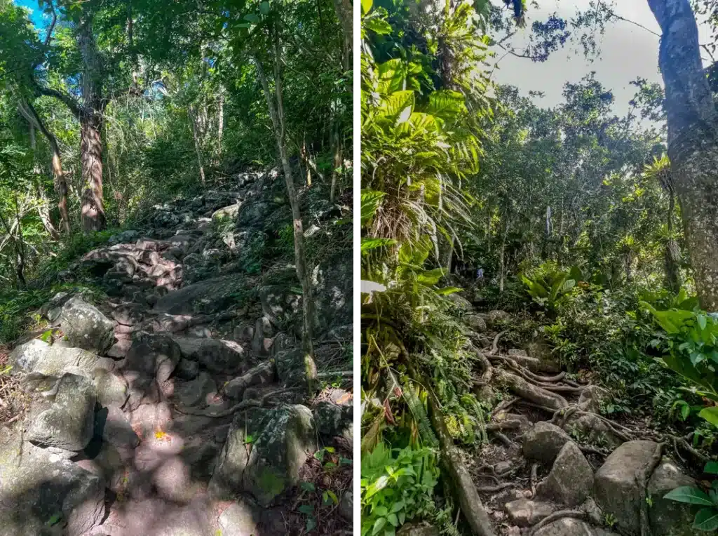 Hike Gros Piton St Lucia