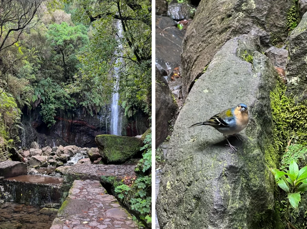 25 Fontes hike Madeira