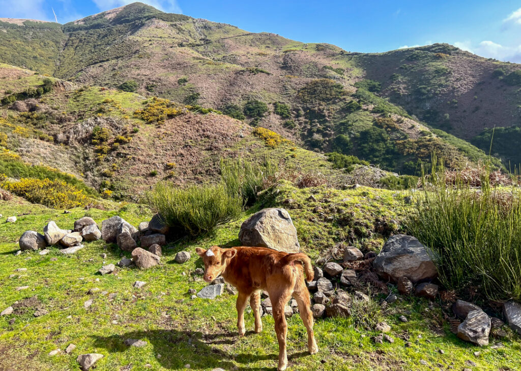 Northwest Madeira - cow