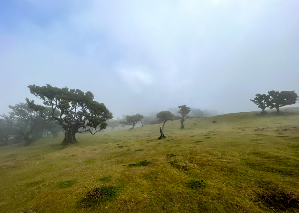 Fanal forest Madeira