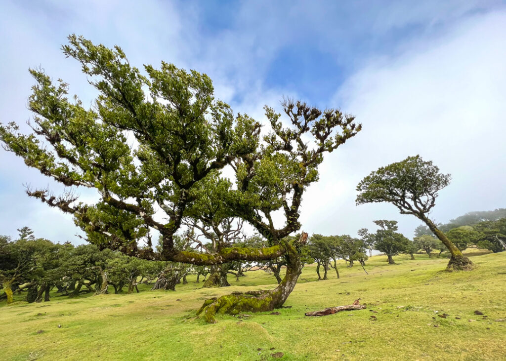 Fanal forest Madeira