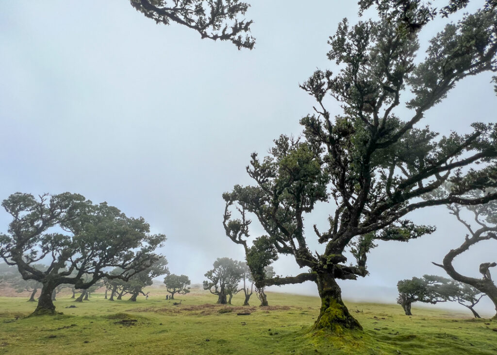 Fanal forest Madeira