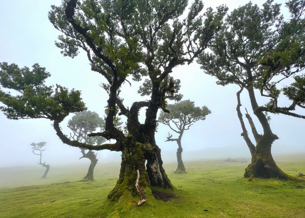 Fanal forest Madeira