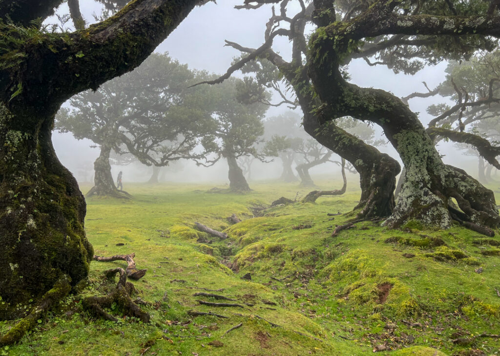 Fanal forest Madeira
