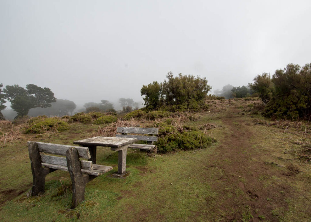 Fanal forest Madeira