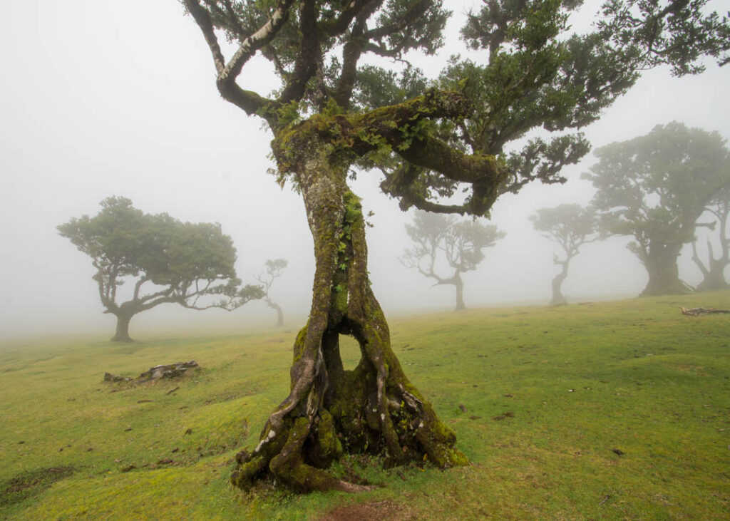 Fanal forest Madeira