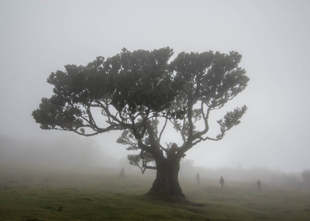 Fanal forest Madeira