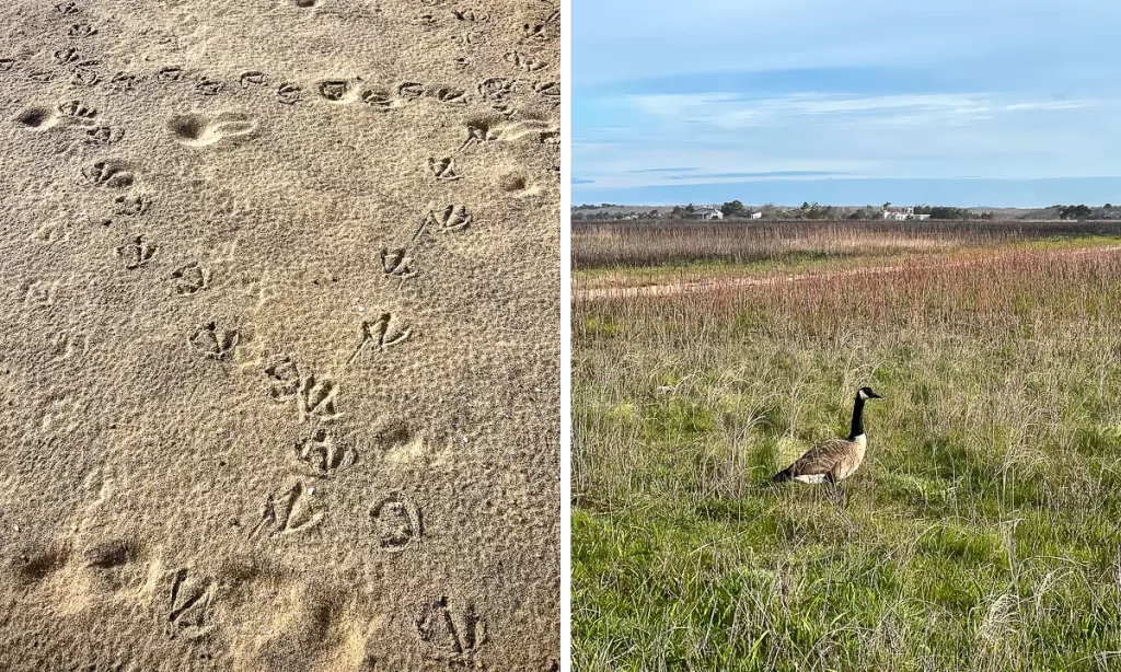 Long Point Wildlife Refuge
