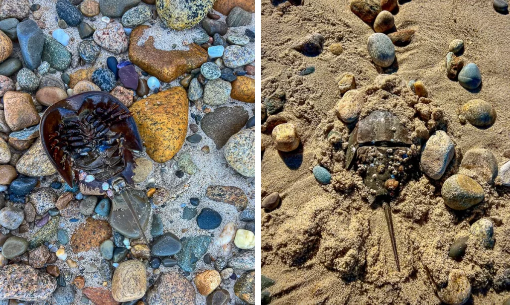 Great rock bight preserve